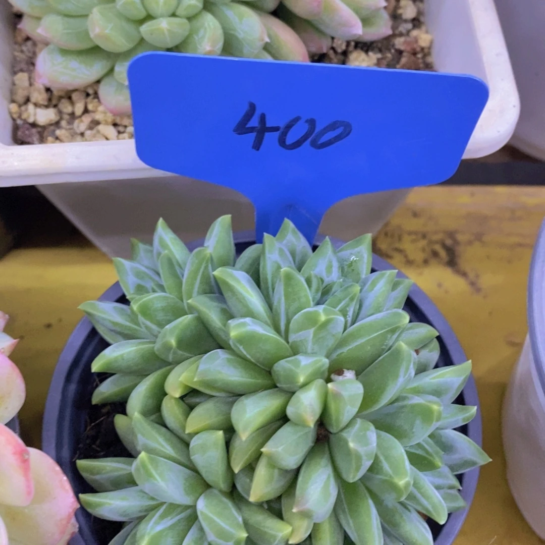 开心多肉，炸，一单包邮