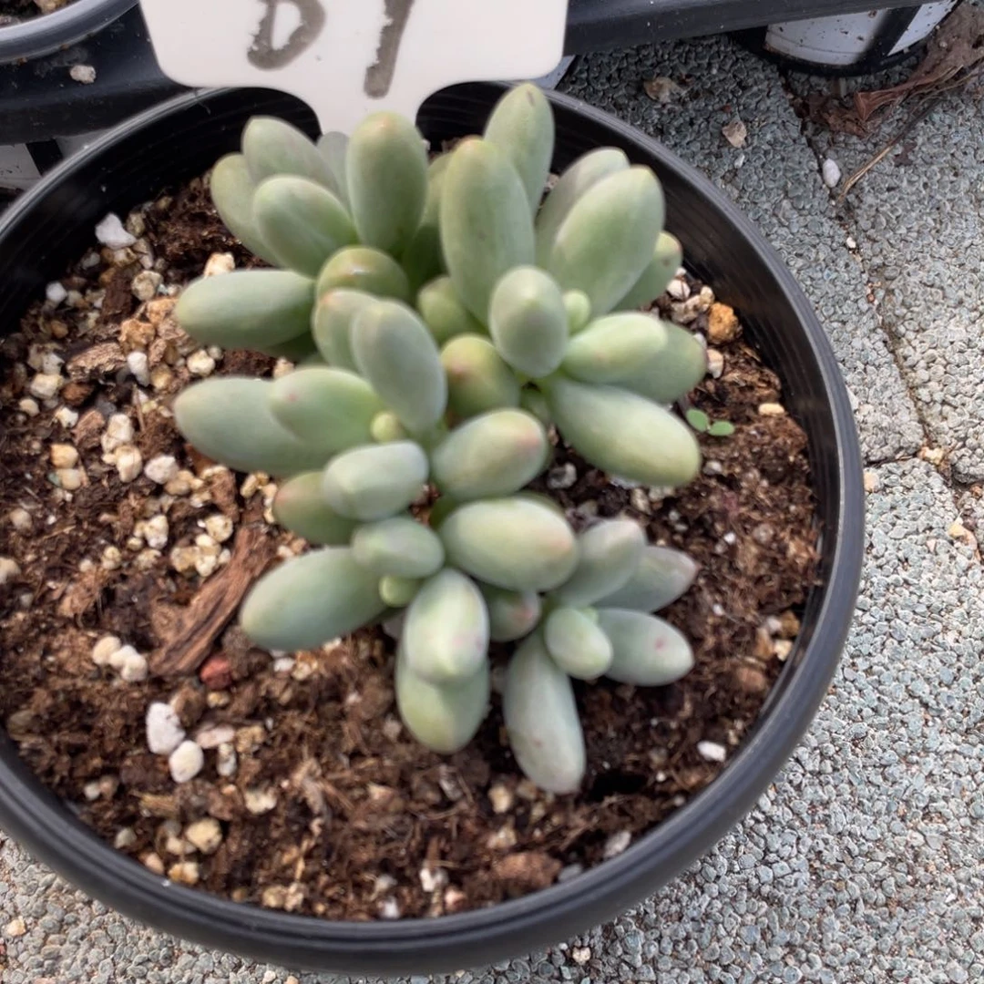 糖果美人多肉植物