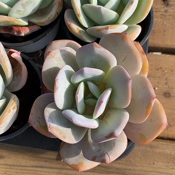 奶茶。福利多多呀