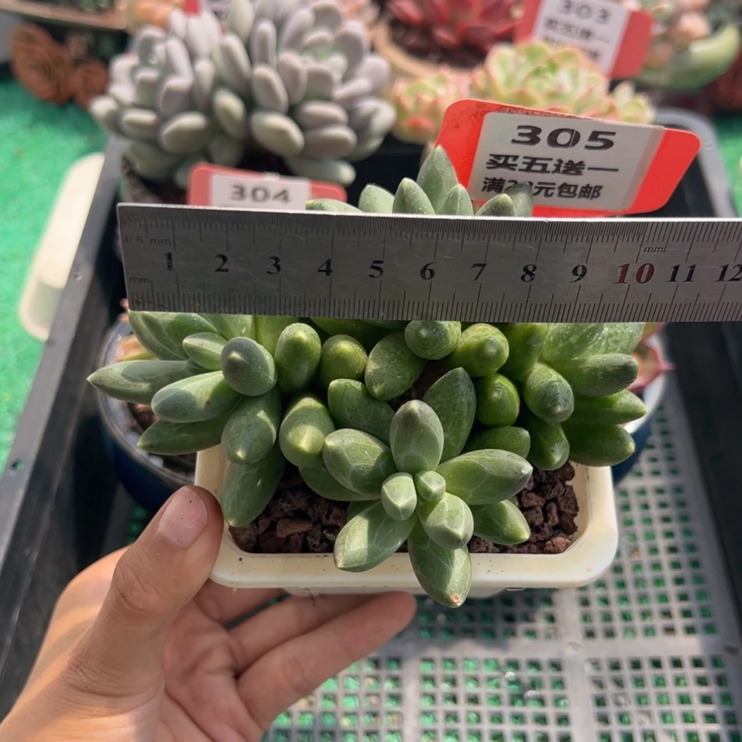 表妹精品多肉植物305.
