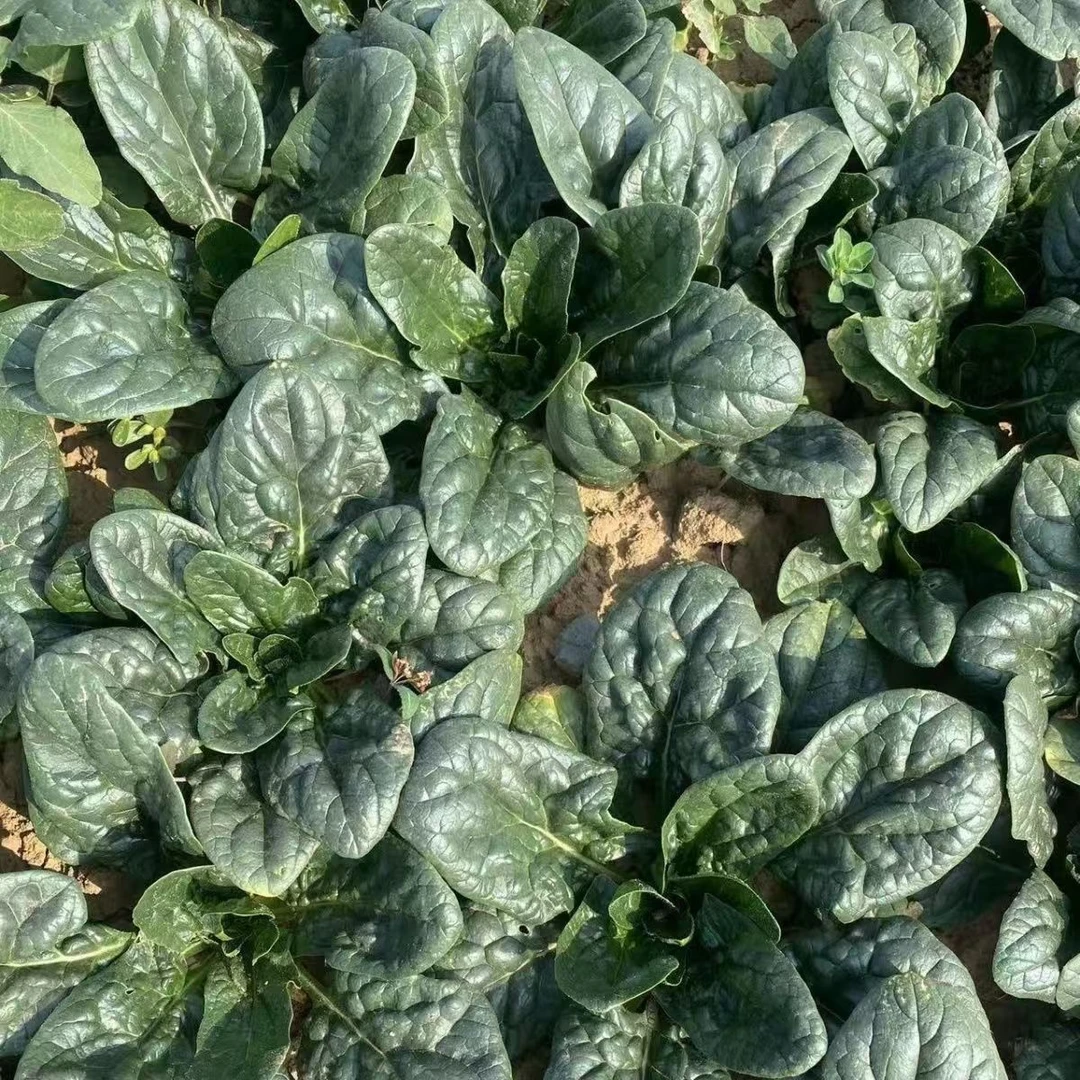 河南安徽山东特产新鲜菠菜现挖红根趴地菠菜矮菠菜农家新鲜蔬菜