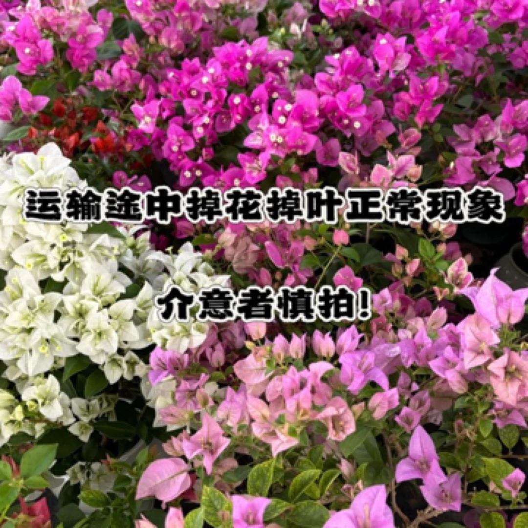 三角梅 带盆栽好原盆发货四季开花庭院爬藤