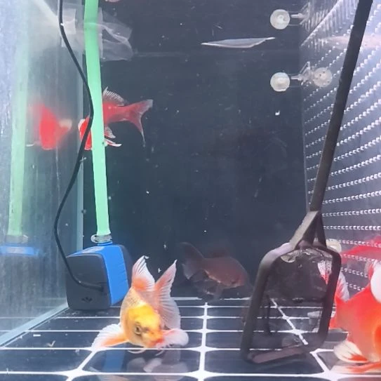 用***户蝴蝶鲤蝴蝶鲤红色020
