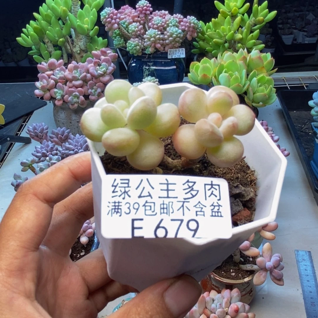 679萤火虫多肉4c m