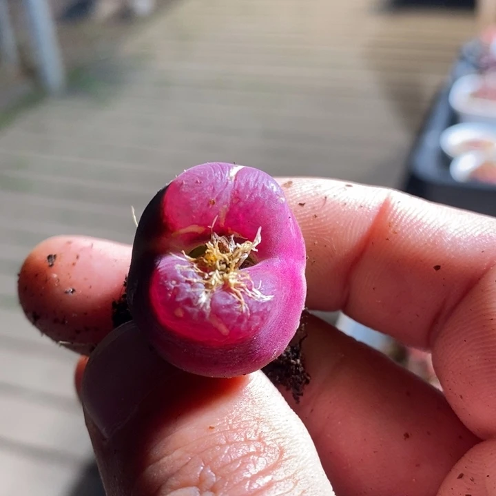 猪***619206有伤一个一个