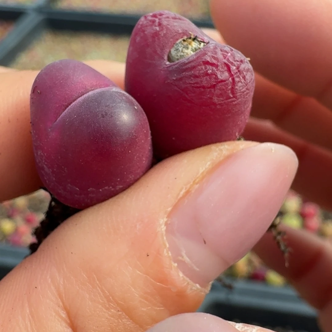 714两颗车厘子毛汉尼000000000