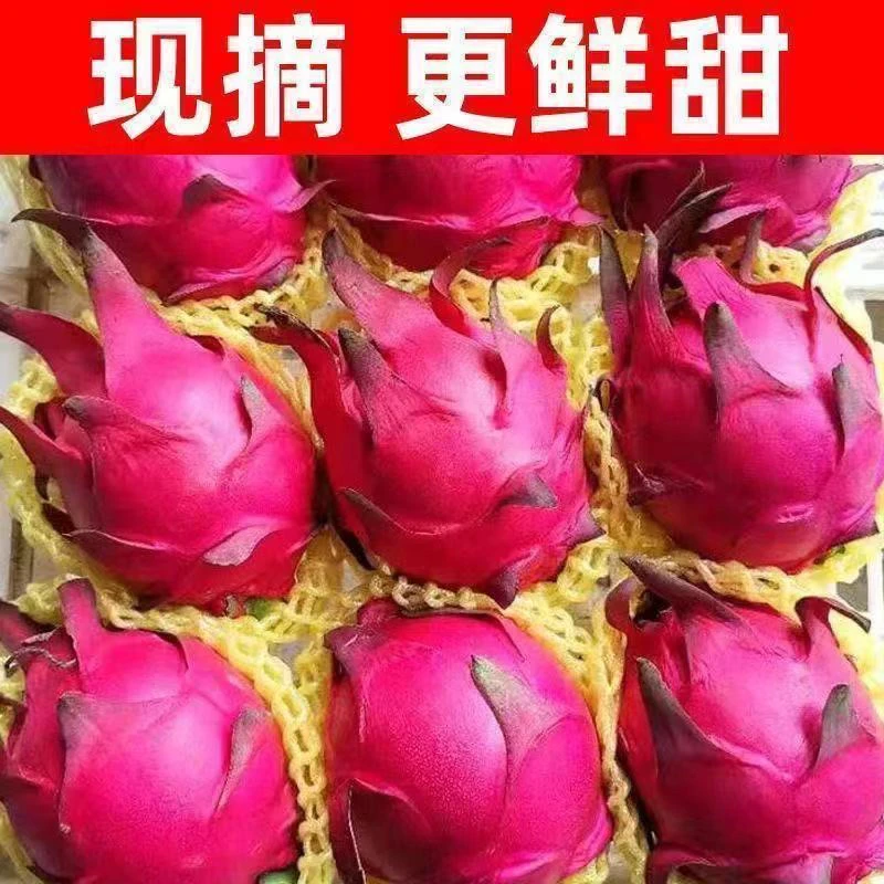 新鲜采摘 广西红心火龙果应季水果产地直发树上自然熟汁水多很甜