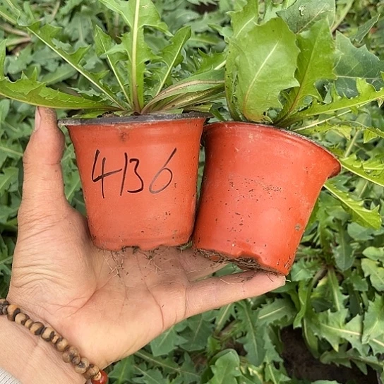 哇***素当前无花栽培后可以开花两颗绯红蒲公英