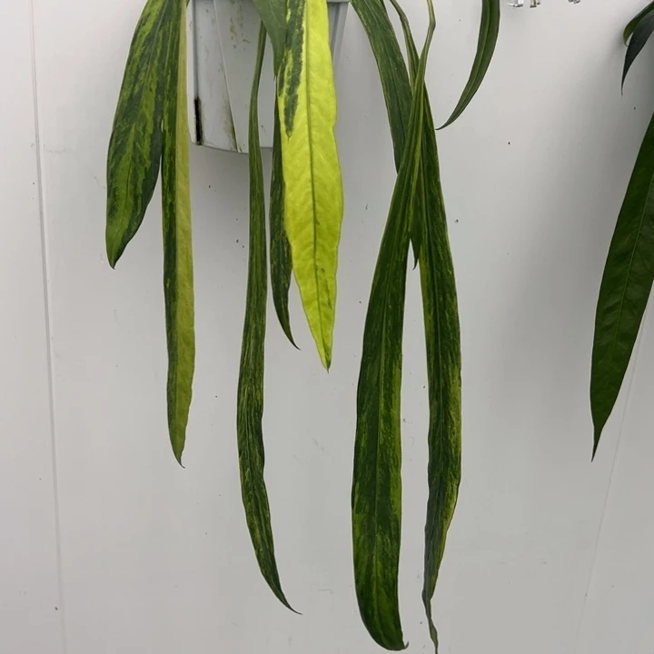 不开花植物极品维塔锦叶长53