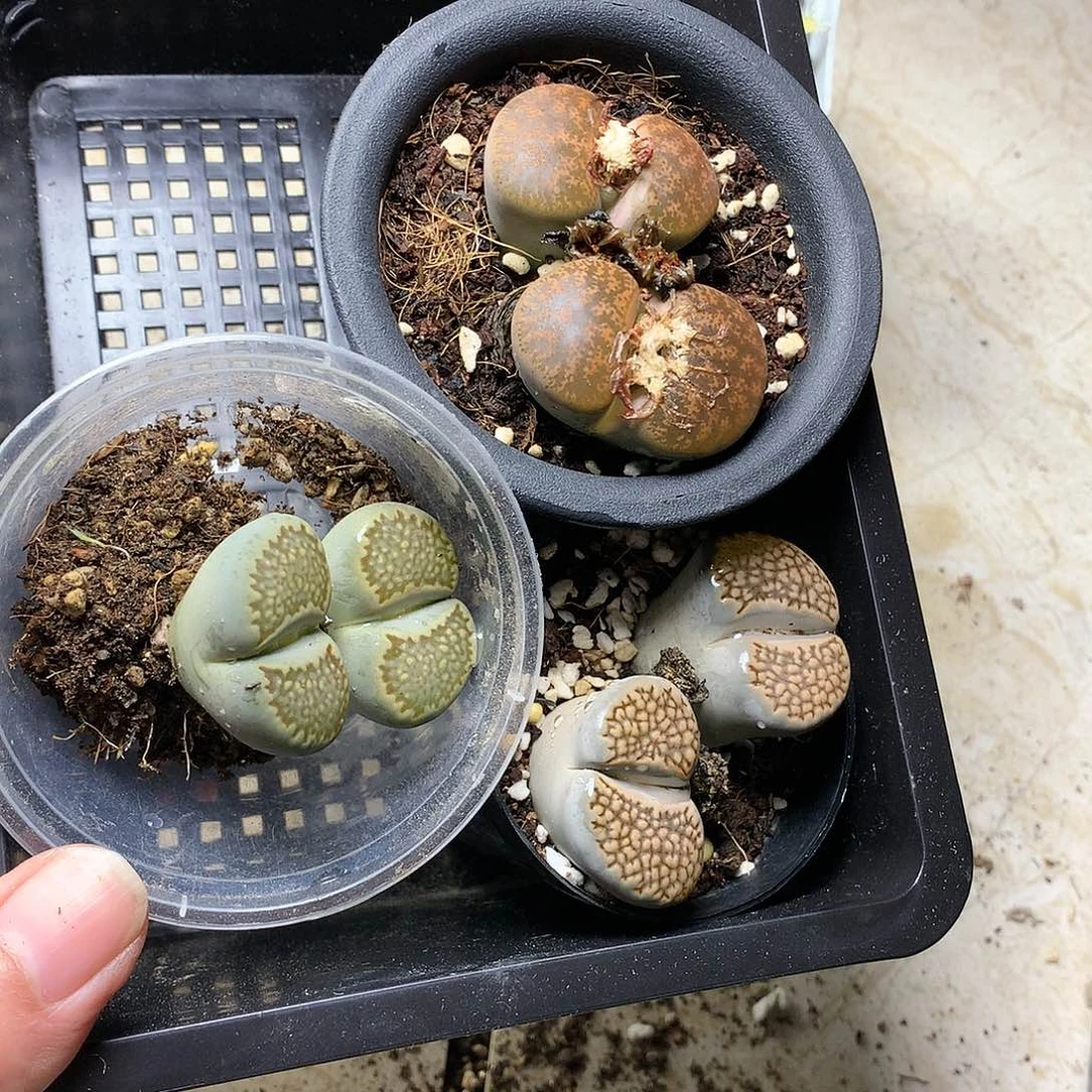 忘*A480多肉植物保护