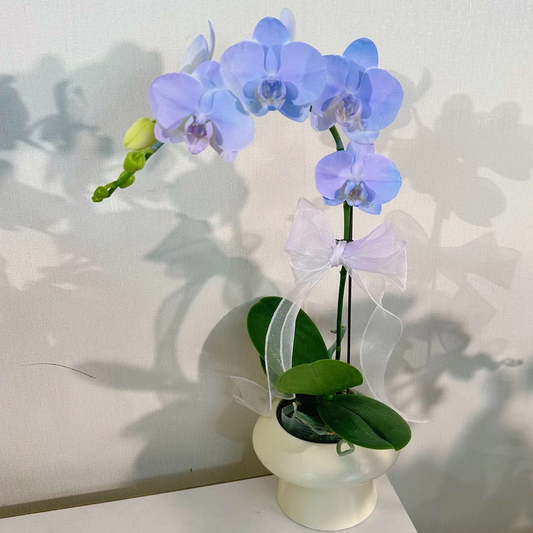 【梦幻斑澜组盆】（蓝紫色）易养蝴蝶兰花卉孔雀兰活体工艺喷色