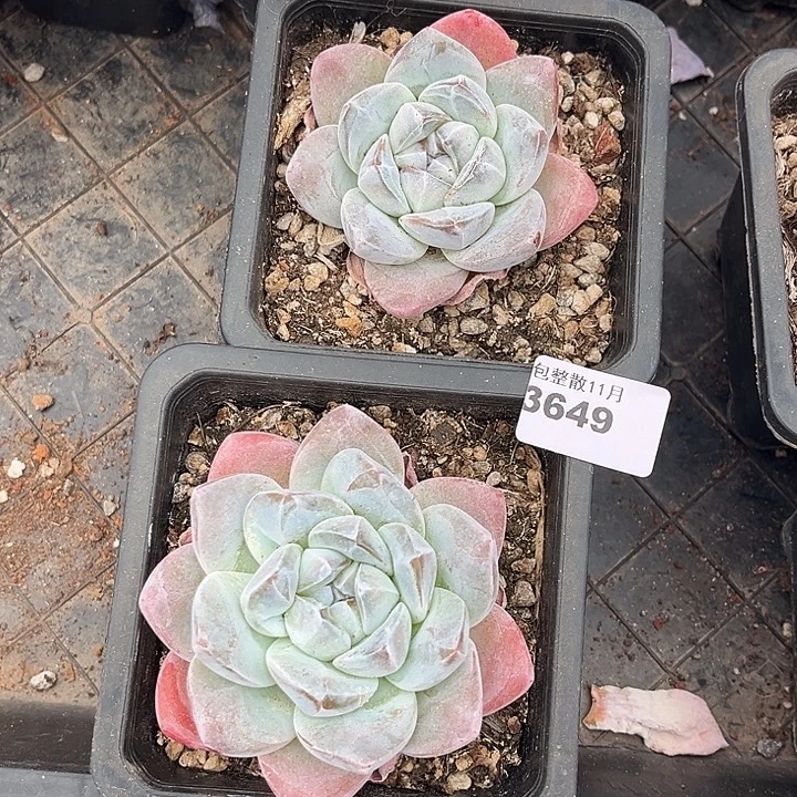 阿雅园艺。        3649冰玉两颗