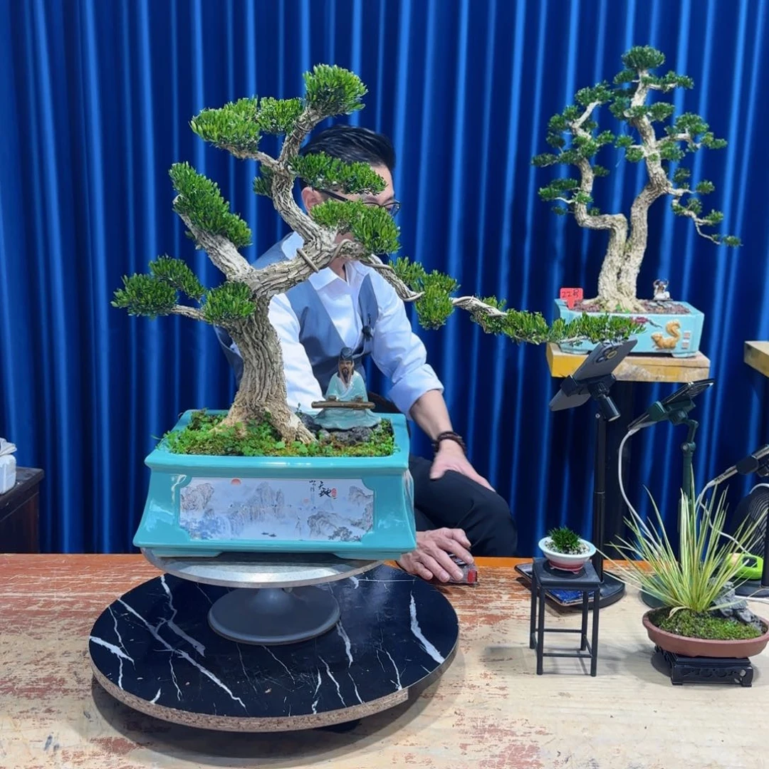 黄杨室内室外盆景艺术