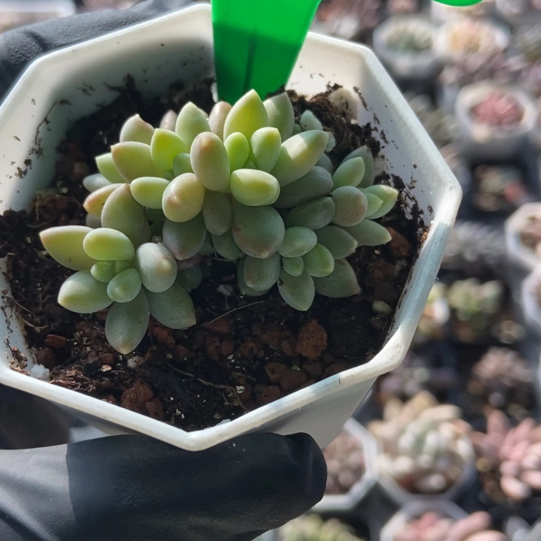 3126啊蒂斯托多肉植物