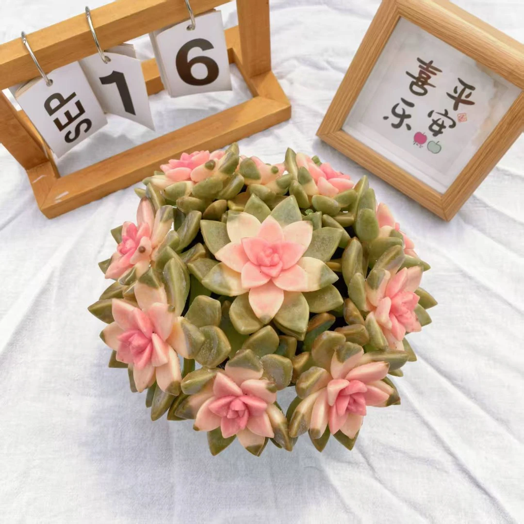 樱花锦 丸子多肉植物（带盆带土）阳台庭院盆栽 云南产地种植直销美