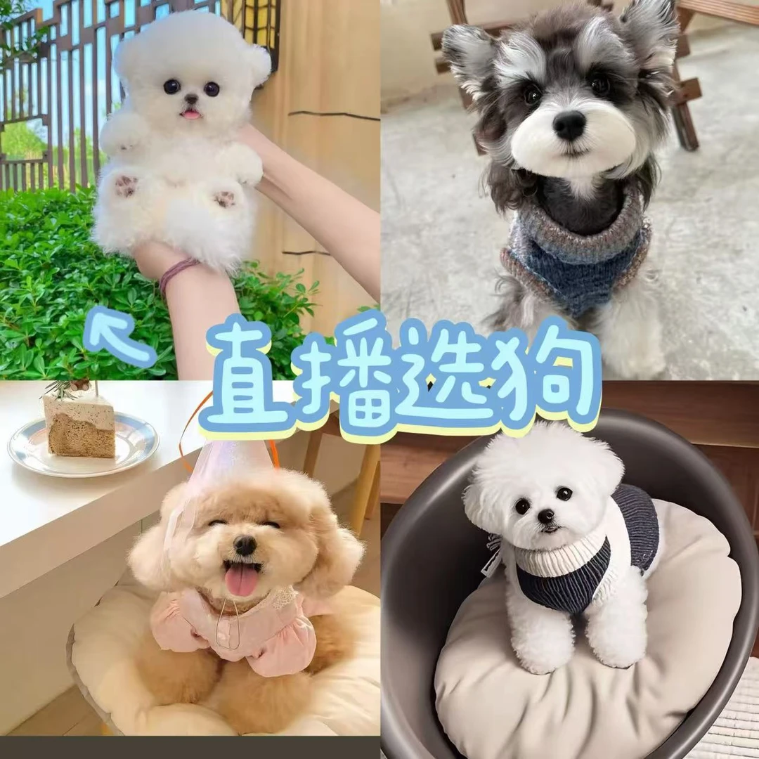 （嘻它宠物）狗狗活体直播链接桃选