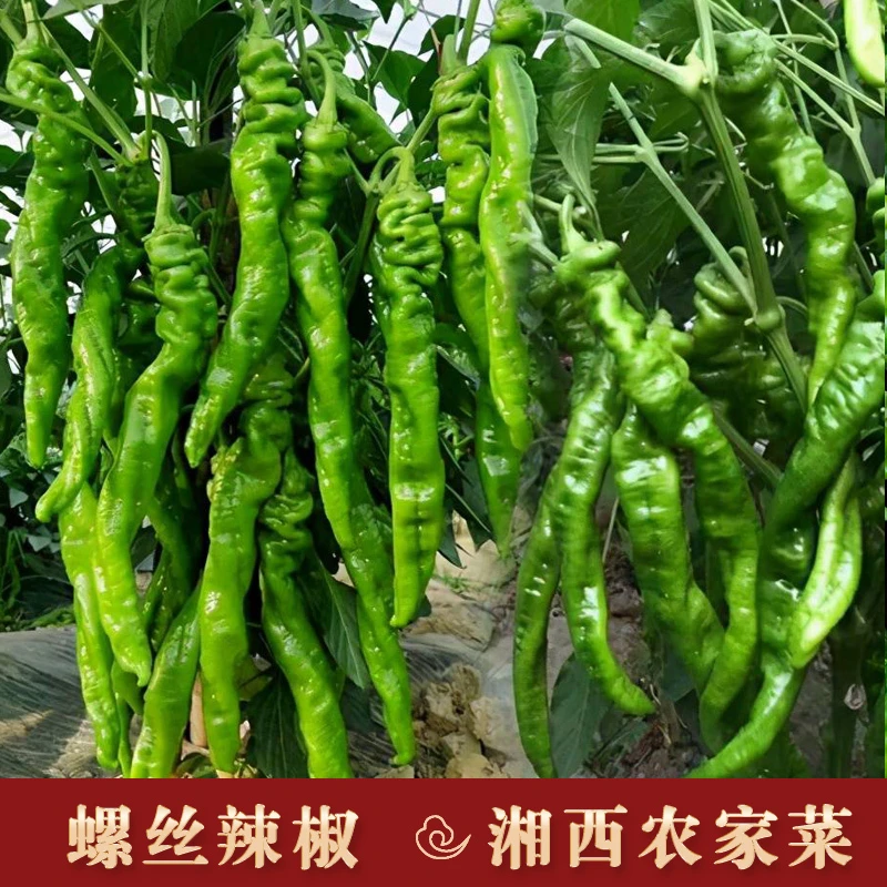 湘西农家螺丝椒辣椒新鲜蔬菜青辣椒皱皮椒擂钵青椒泡椒剁椒青陇椒