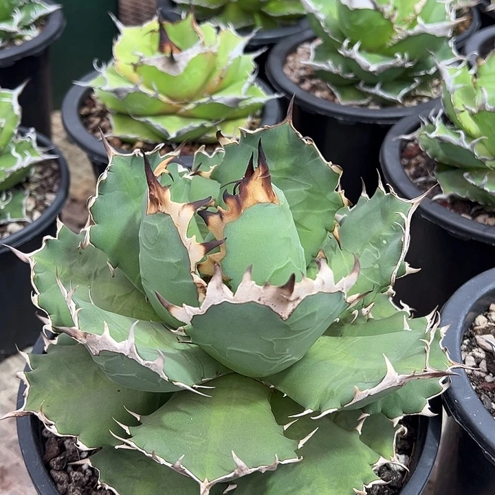 水***色龙舌兰多肉多肉植物