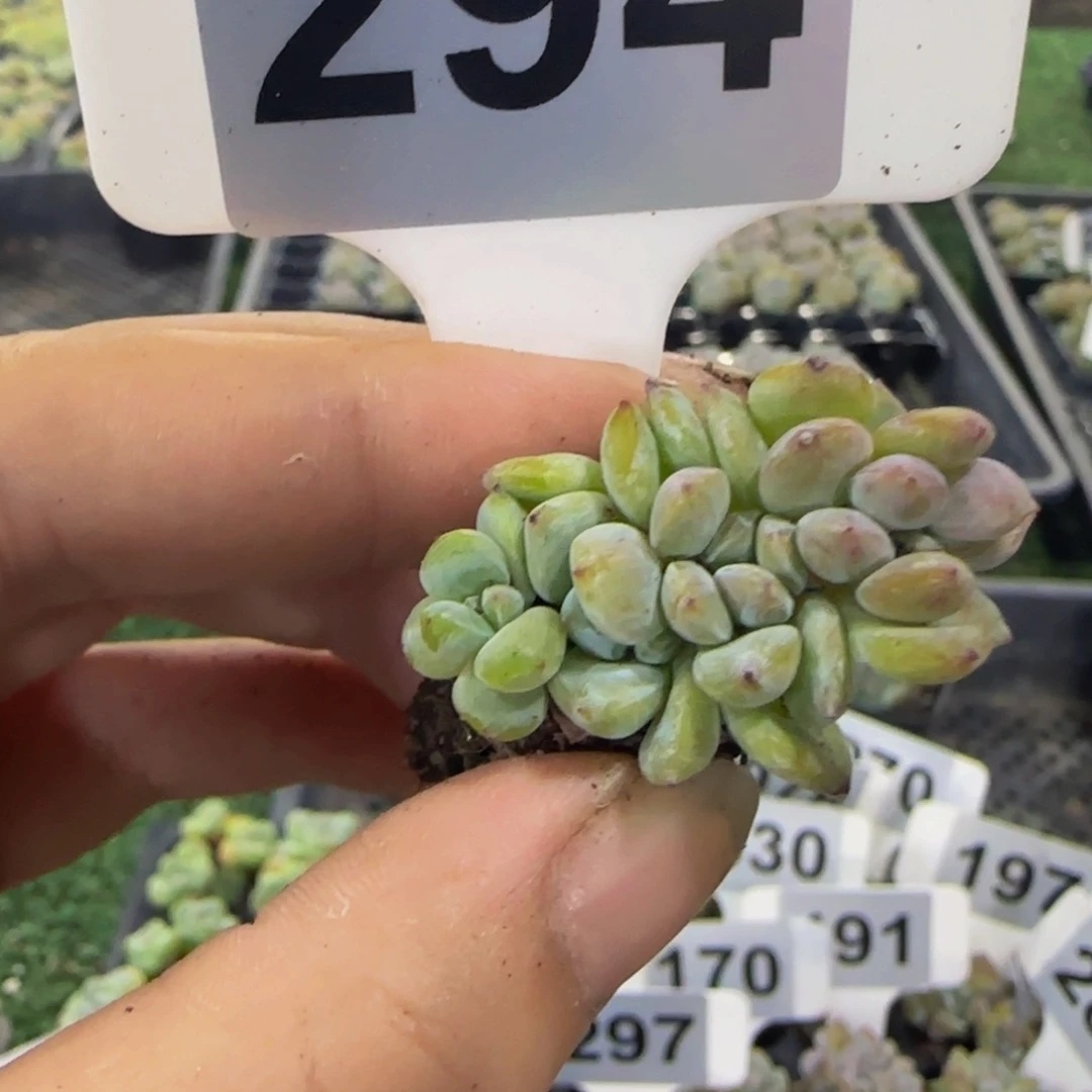 294 号一物一拍特价福利
