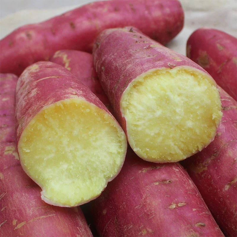 陕西板栗红薯9斤 干面香甜板栗薯现挖地瓜番薯新鲜红苕沙地小香薯