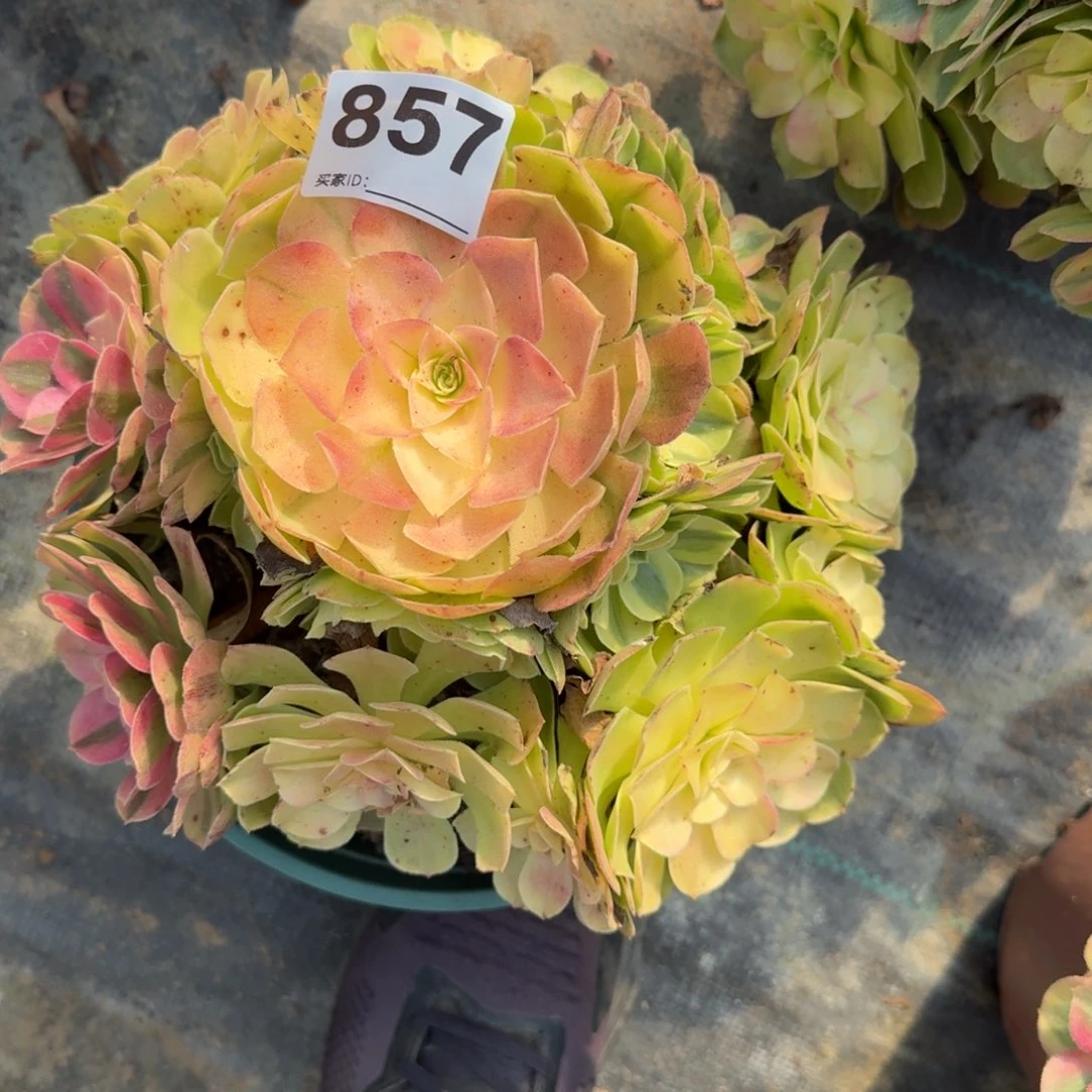 雨河多肉植物老庄857