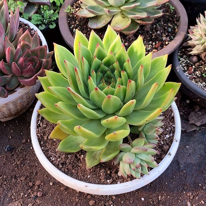 美肉特价活动开始了