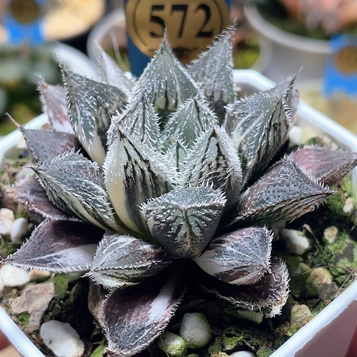 572白银绘卷锦特选福利