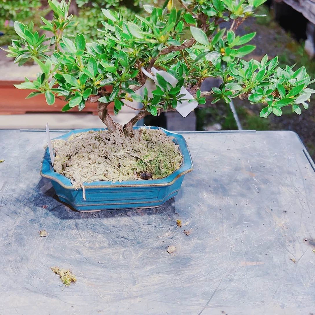 茗*盆景皋月杜鹃0808