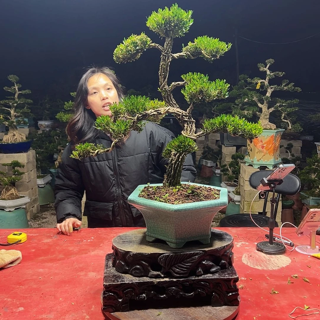当前无花朵，栽培后可花朵