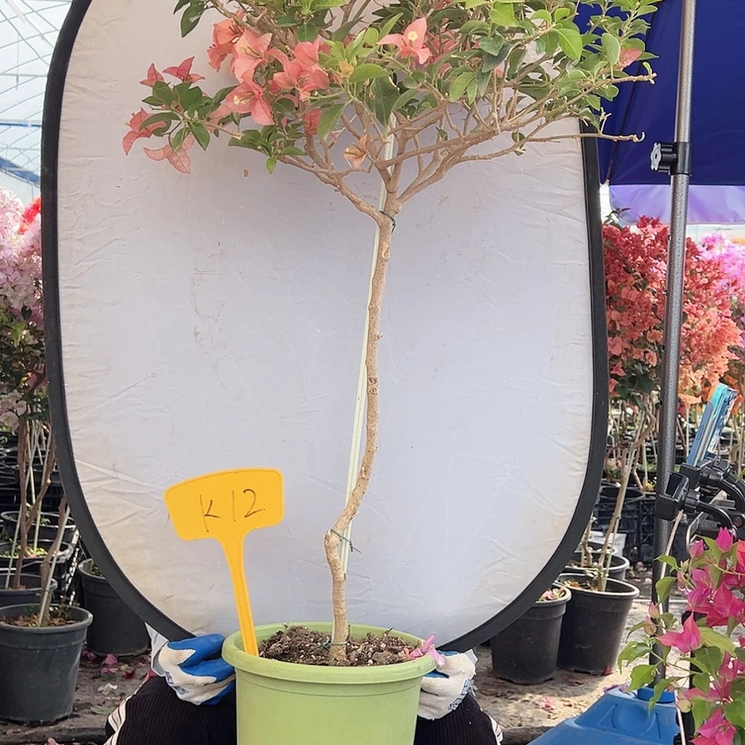 斌***下大部分花苞少量开放K12卡亚塔