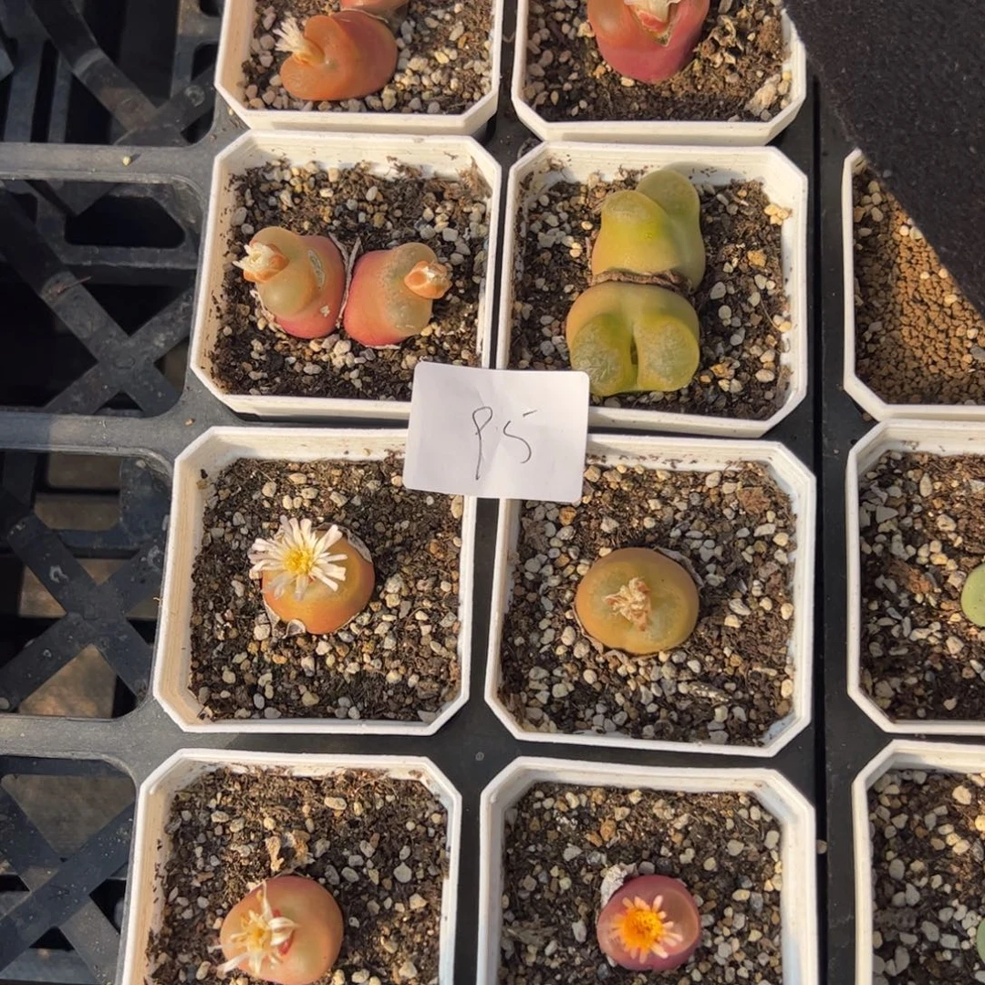 11.21大毛8盆多肉植物95