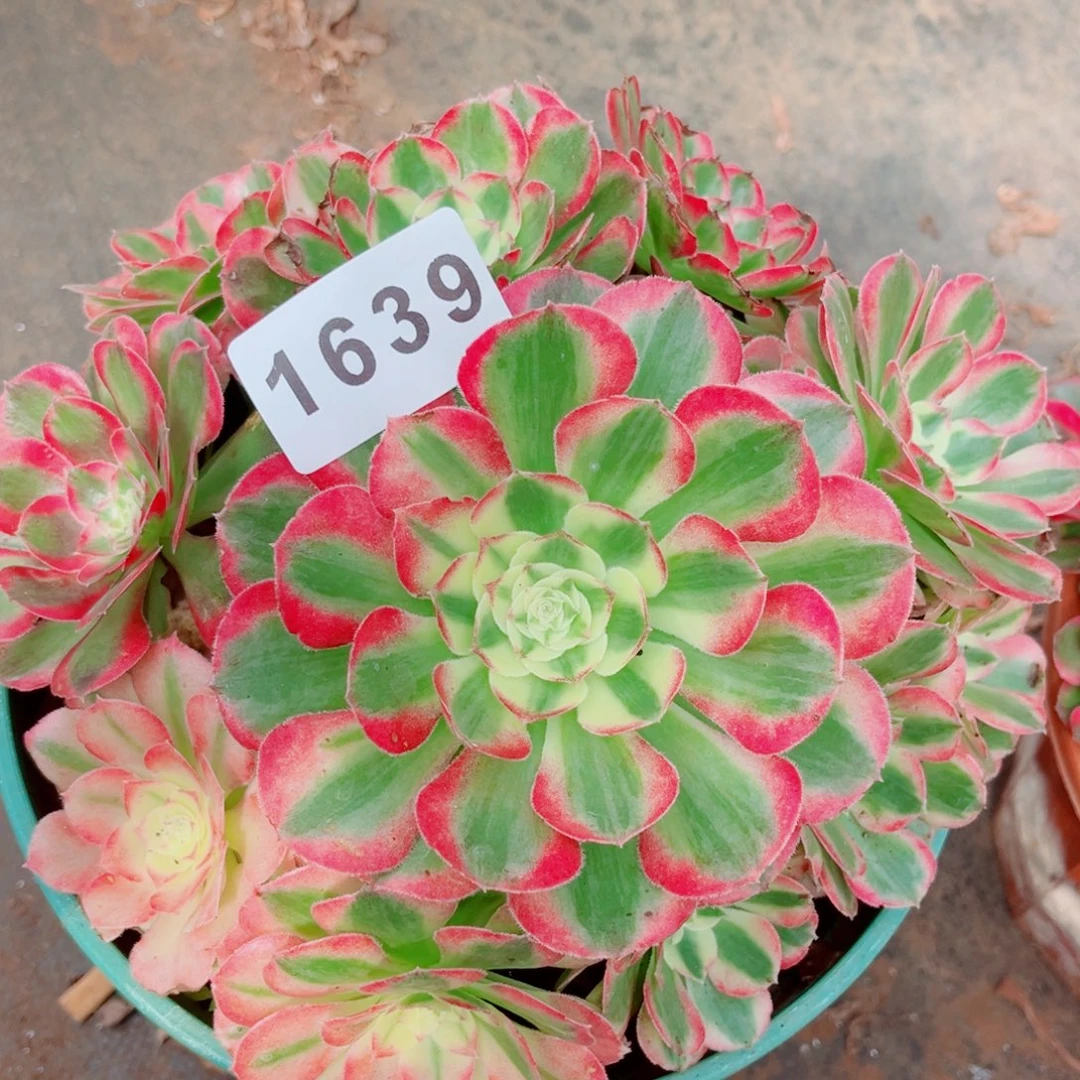 玉芙蓉多肉发货发货