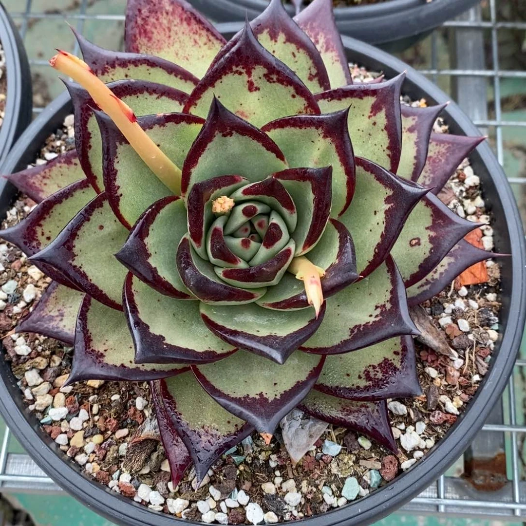 东***北圆宽美乌B-25.1.17