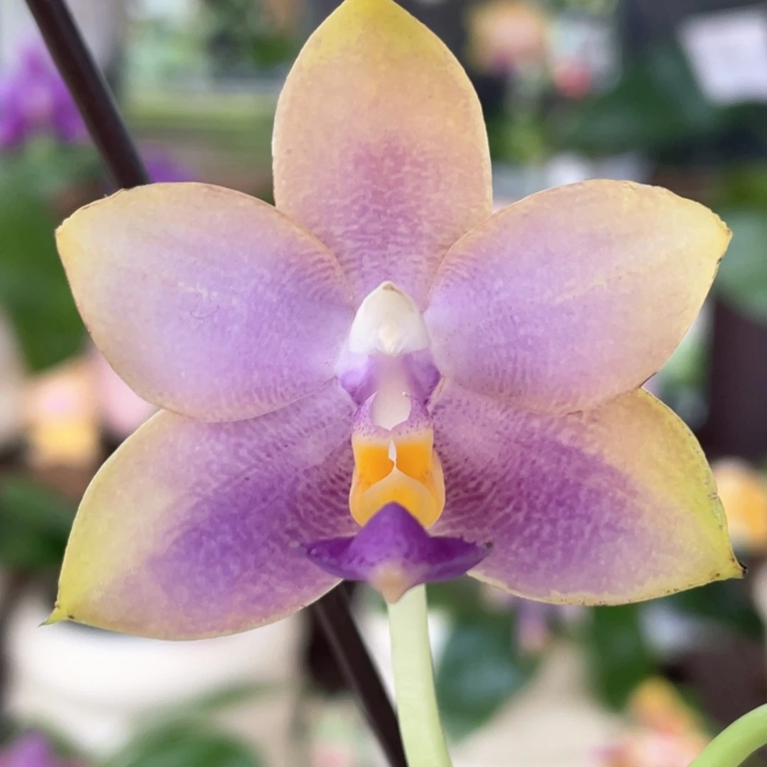 当前无花栽培后可以开花