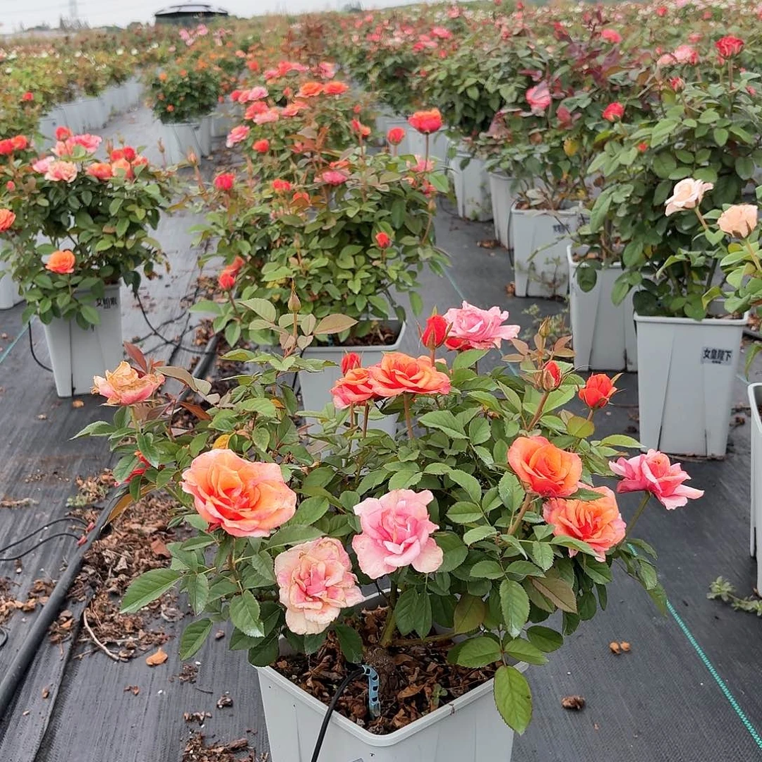 当前无花朵，栽培后可花朵619