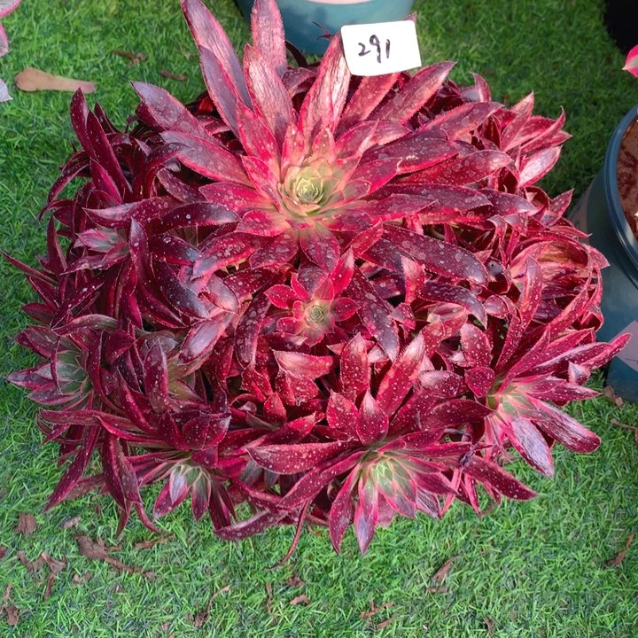 291惊鸿仙子精品法师多肉