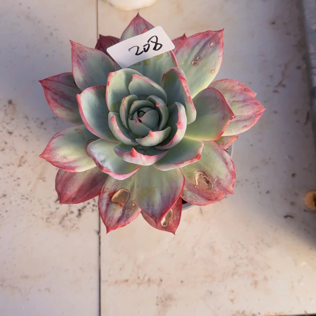 208 叶片有伤不售后