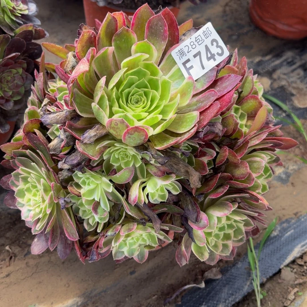 无花朵743多肉植物捧花的