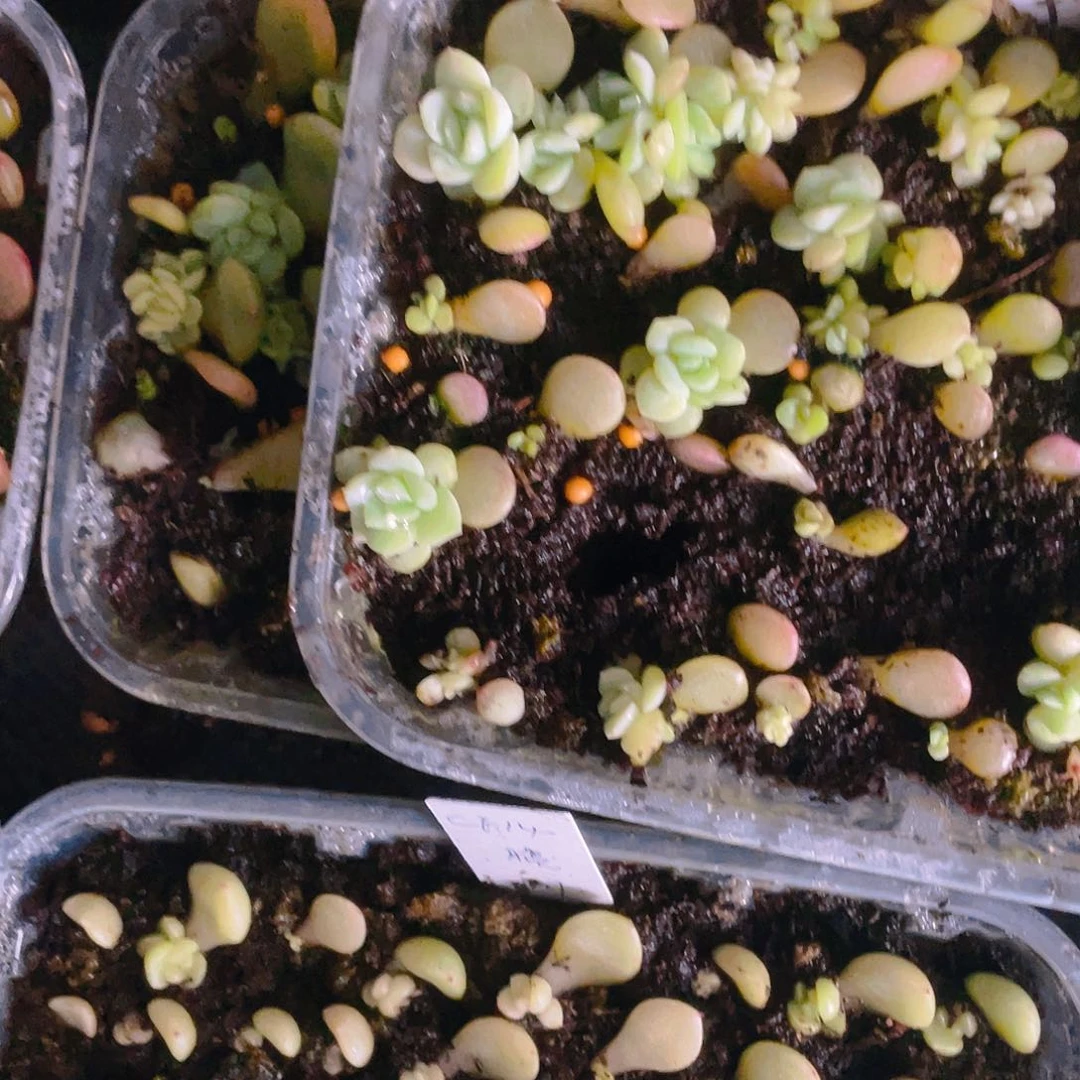 唐唐T12 小中芝麻苗一个满25包邮