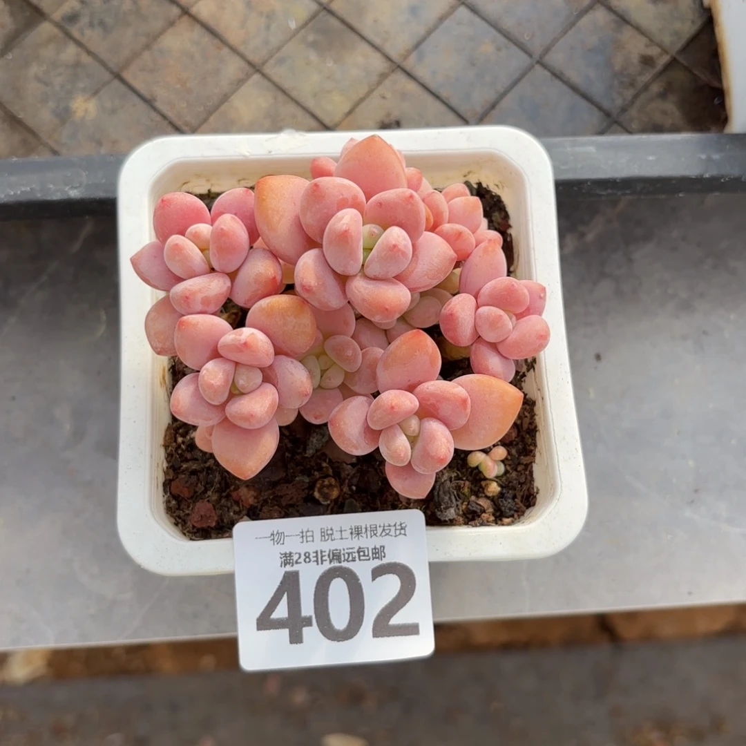 红洛神老桩无盆土发货