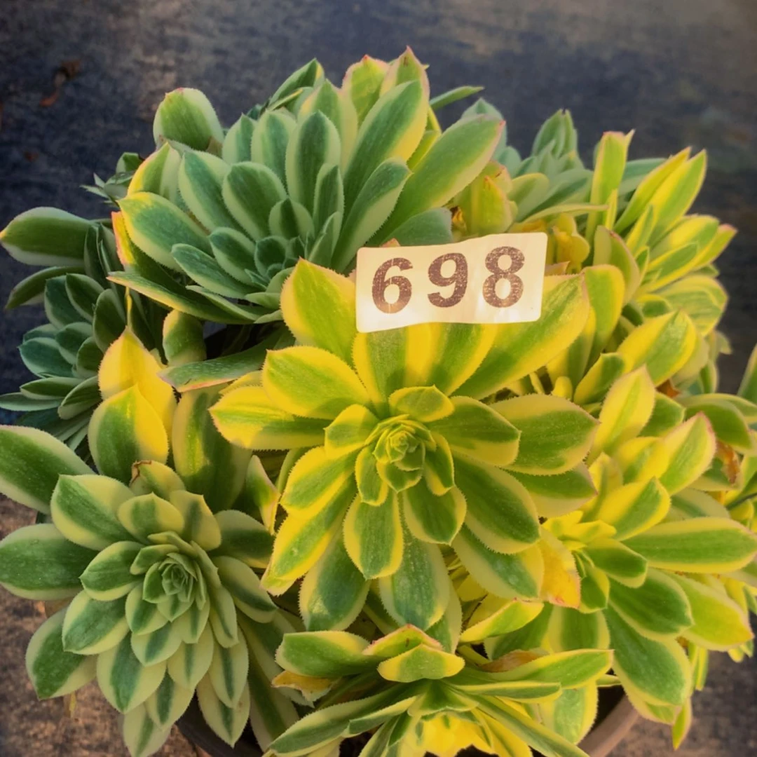 【闪购商品】698颜宁多肉