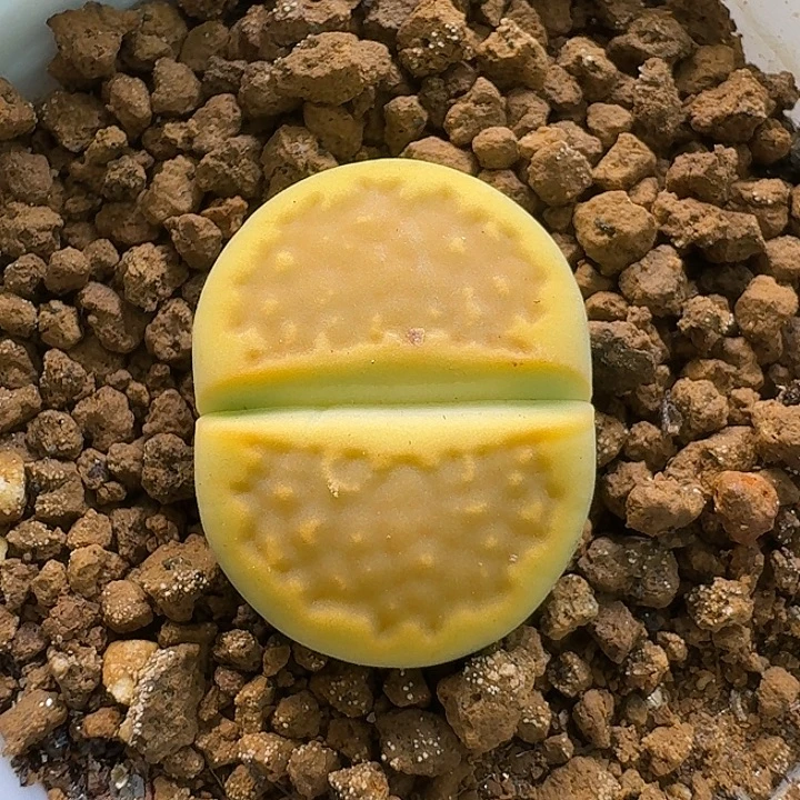 生石花111111。   263