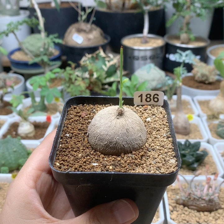 素可泰山乌龟带盆