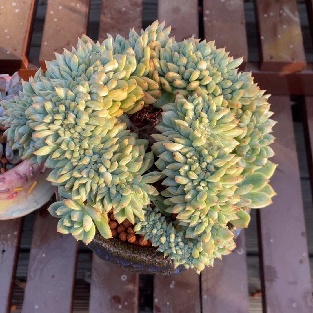 糖心霜花缀化无砍无摘