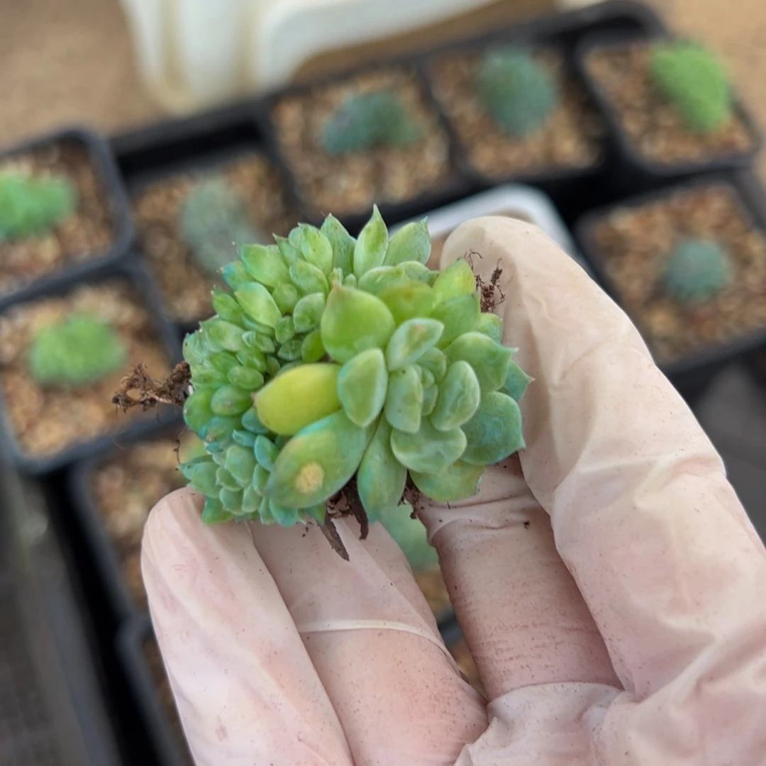 新年快乐 ， 新年快乐