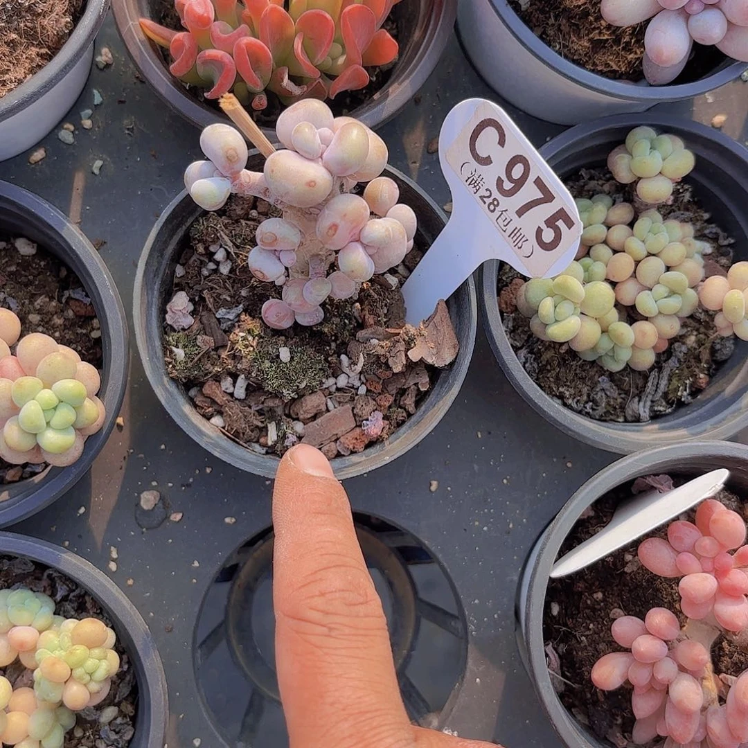 C975腰子蛋一物语拍