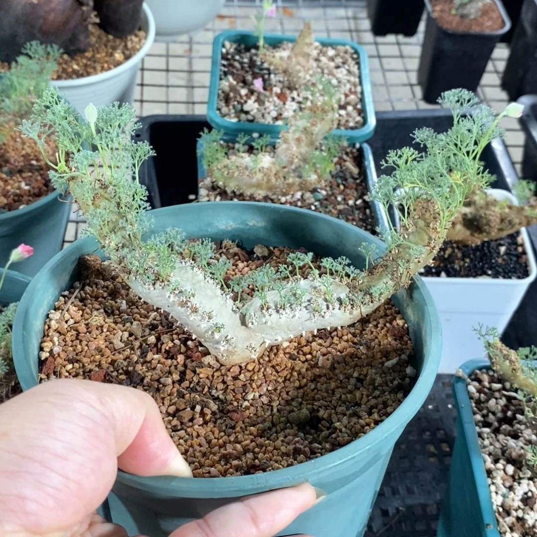 白皮越界多肉植物