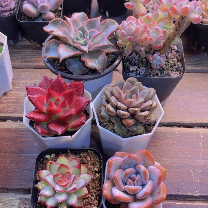 粉饺子皮 罗琪 罗卡 葡萄 肉酱 白茶