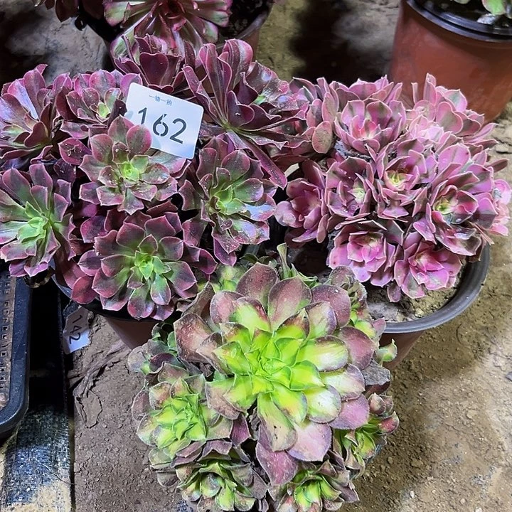 法师3棵一物一拍162