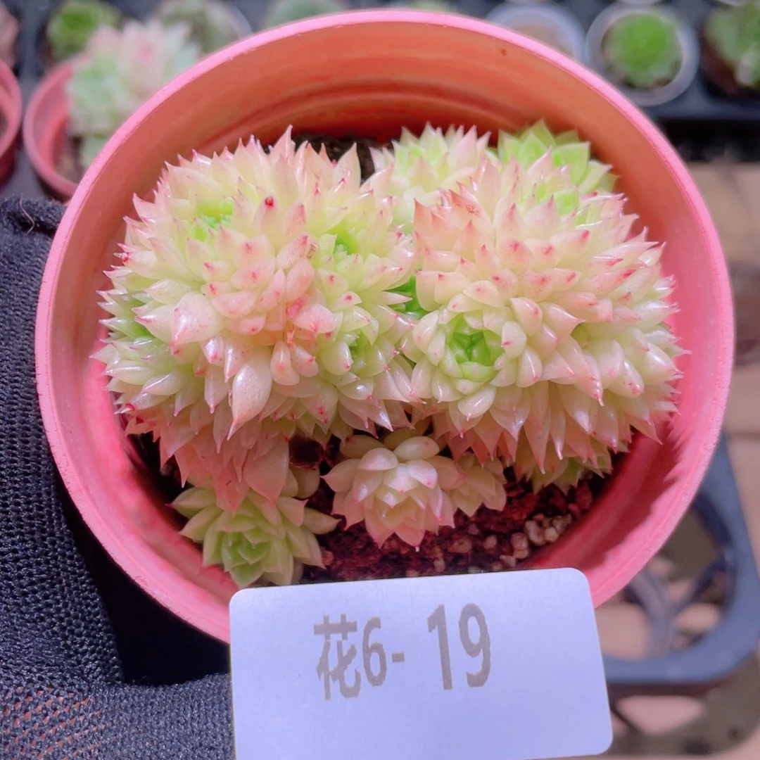 花利美 6- 19麦秆